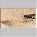 Episyron rufipes - Wegwespe w41 beim Nestbau.jpg